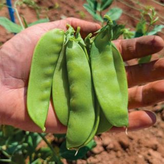 Oregon Sugar Pod II Snow Pea Thumbnail